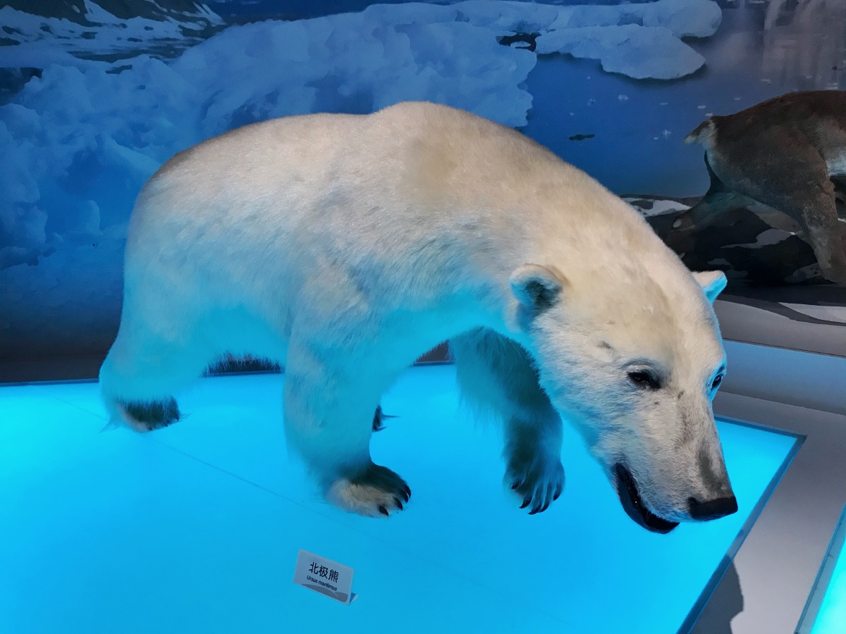 北极熊标本