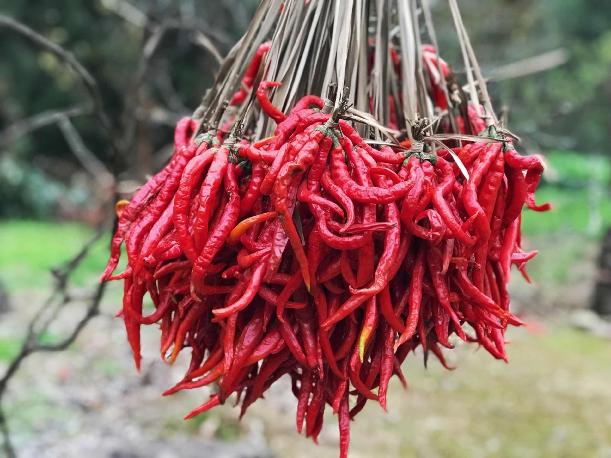 红辣椒 摄于剑阁