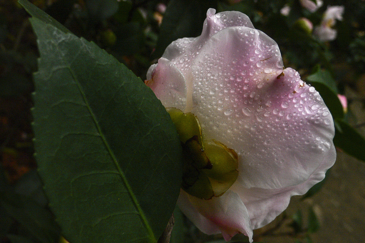 雨中山茶花四