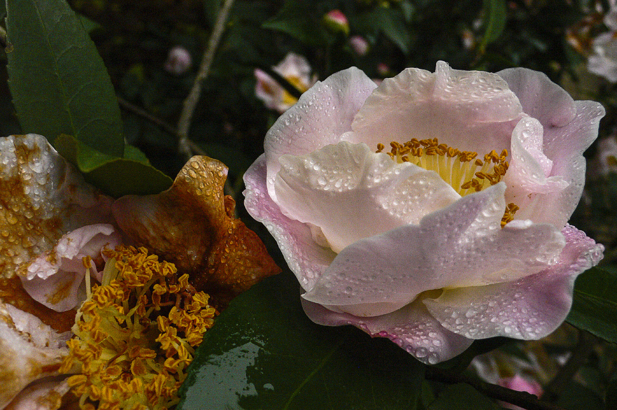 雨中山茶花四