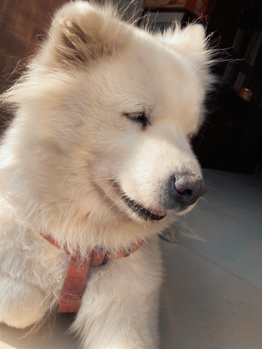 憨态可掬的大狗子很喜欢睡觉晒太阳