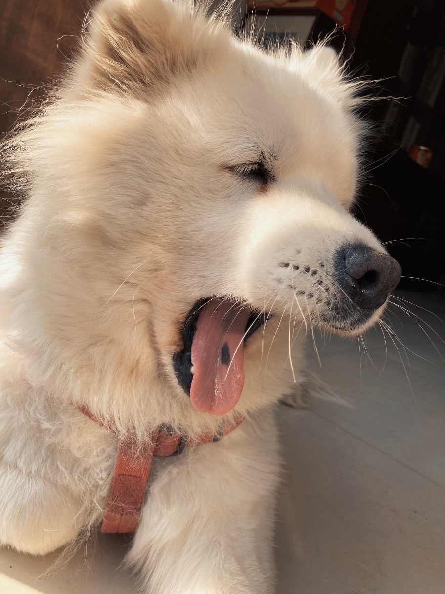 憨态可掬的大狗子很喜欢睡觉晒太阳