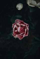 230273