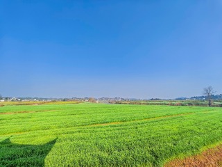 1000054784