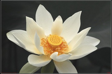 DSC_9505_resize