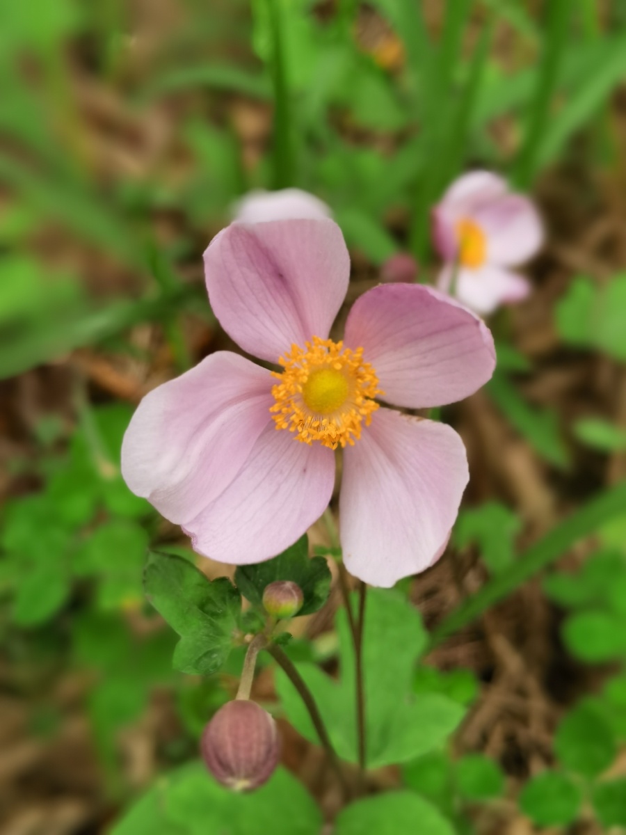 野棉花! - 崃山雪