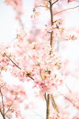 B62084ED-0E7A-4C1A-87F1-64AF54FC2EB5/L0/001