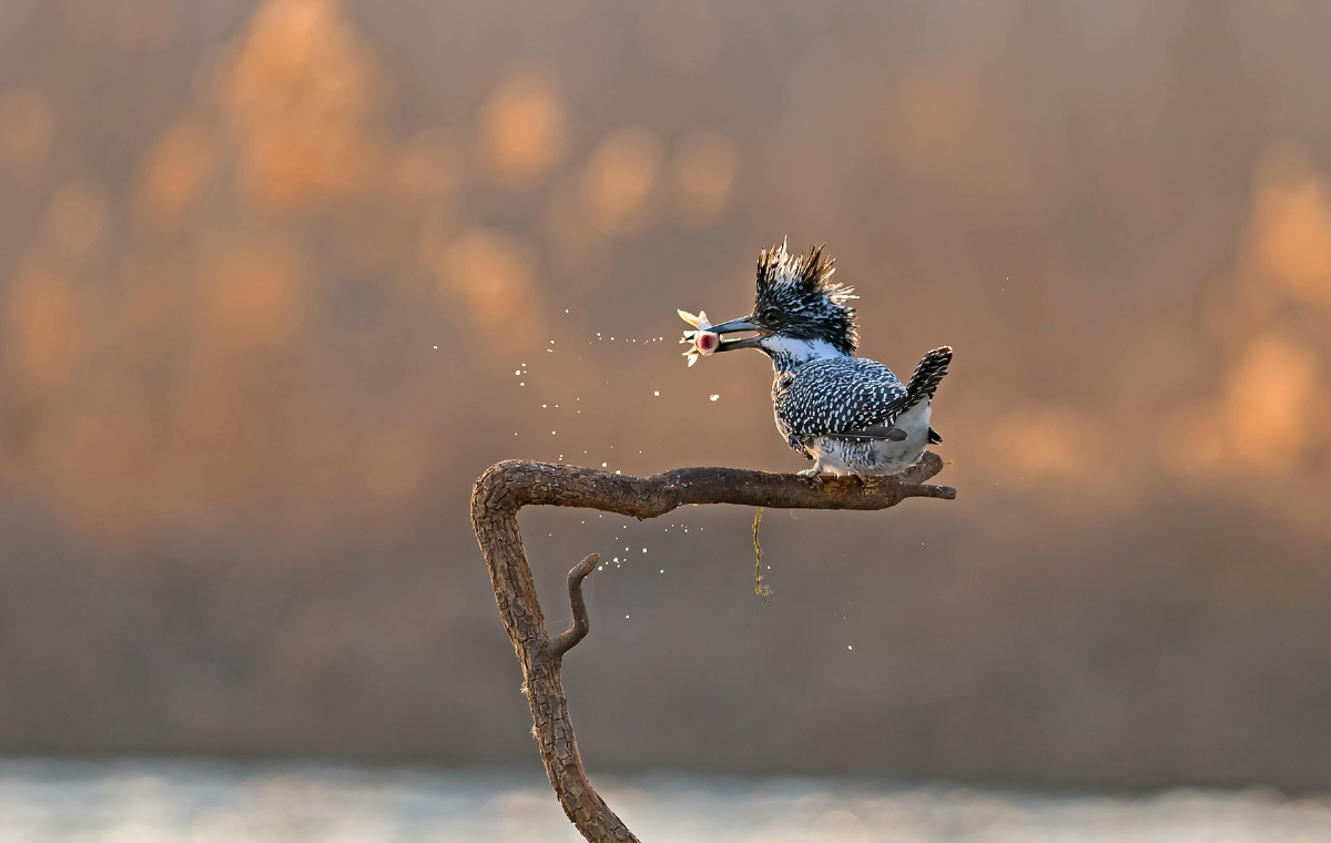 逆光上杆的冠鱼狗