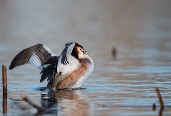 “DSC_8013”为智能对象-1_