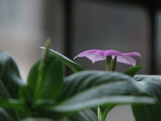 小花