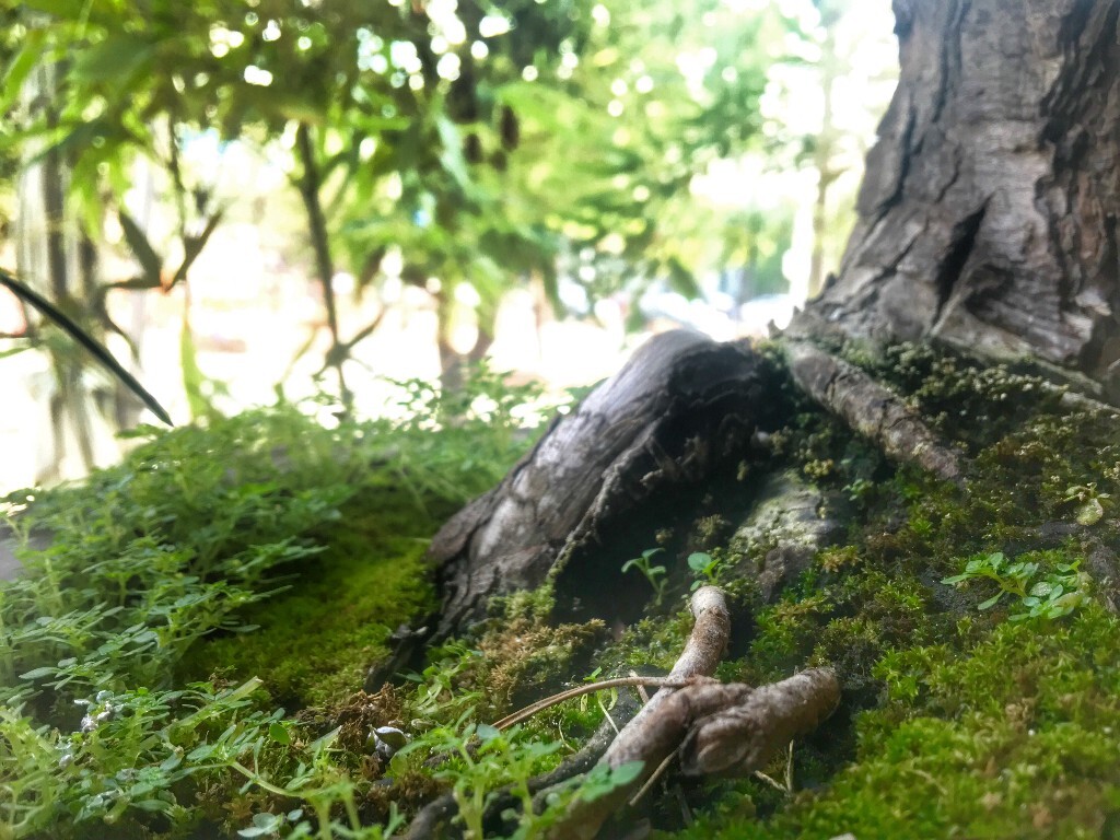 盆景