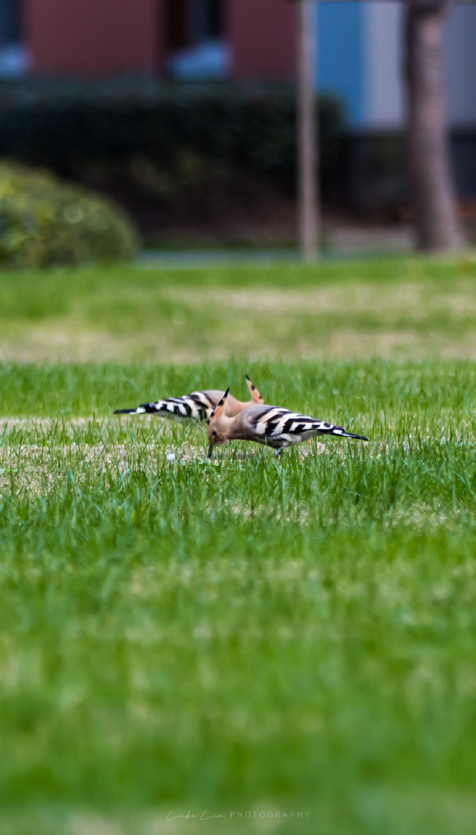 校园里的小动物们