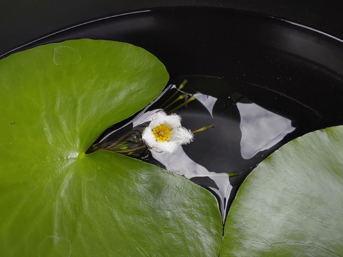 开在水里的小花