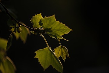 1817561