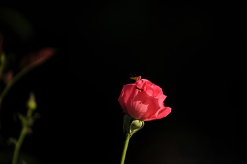 1919759