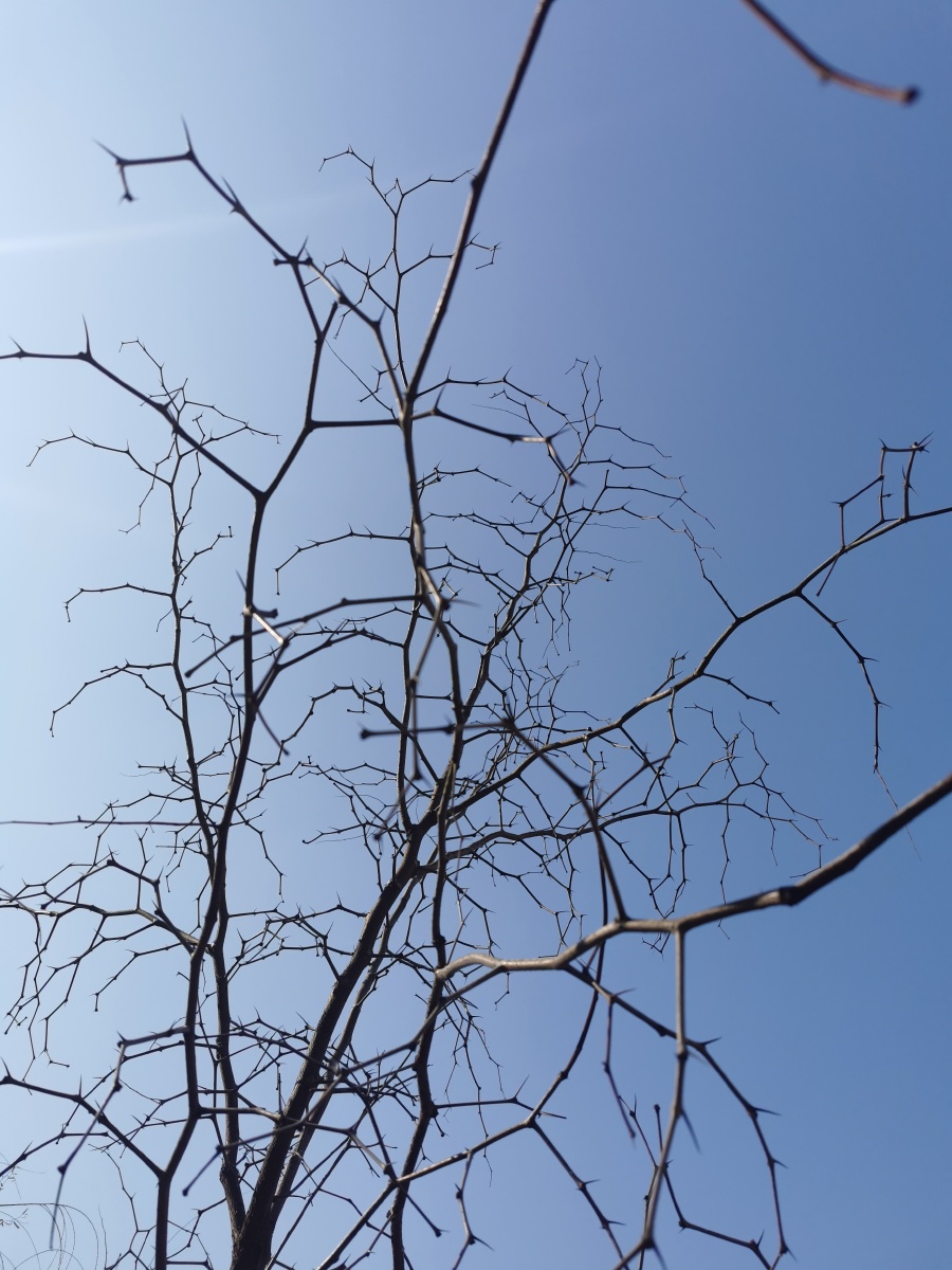 冬天的枣树 全树无一叶