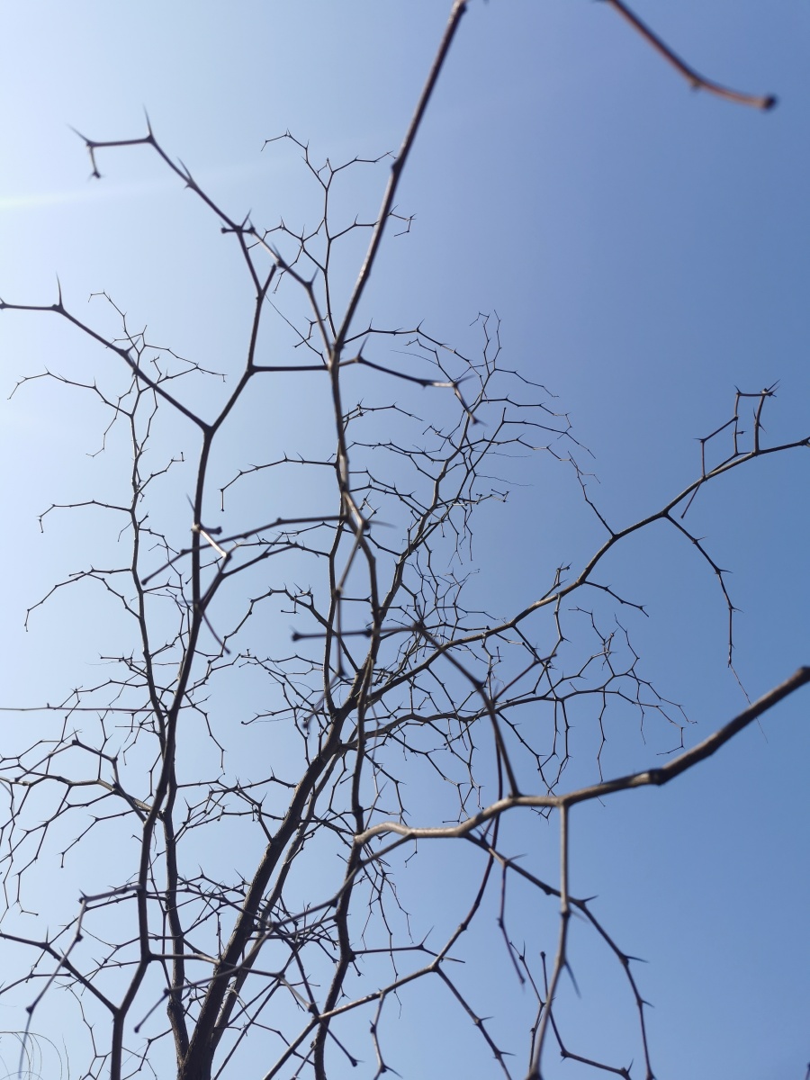 冬天的枣树 全树无一叶