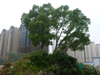 P1140186