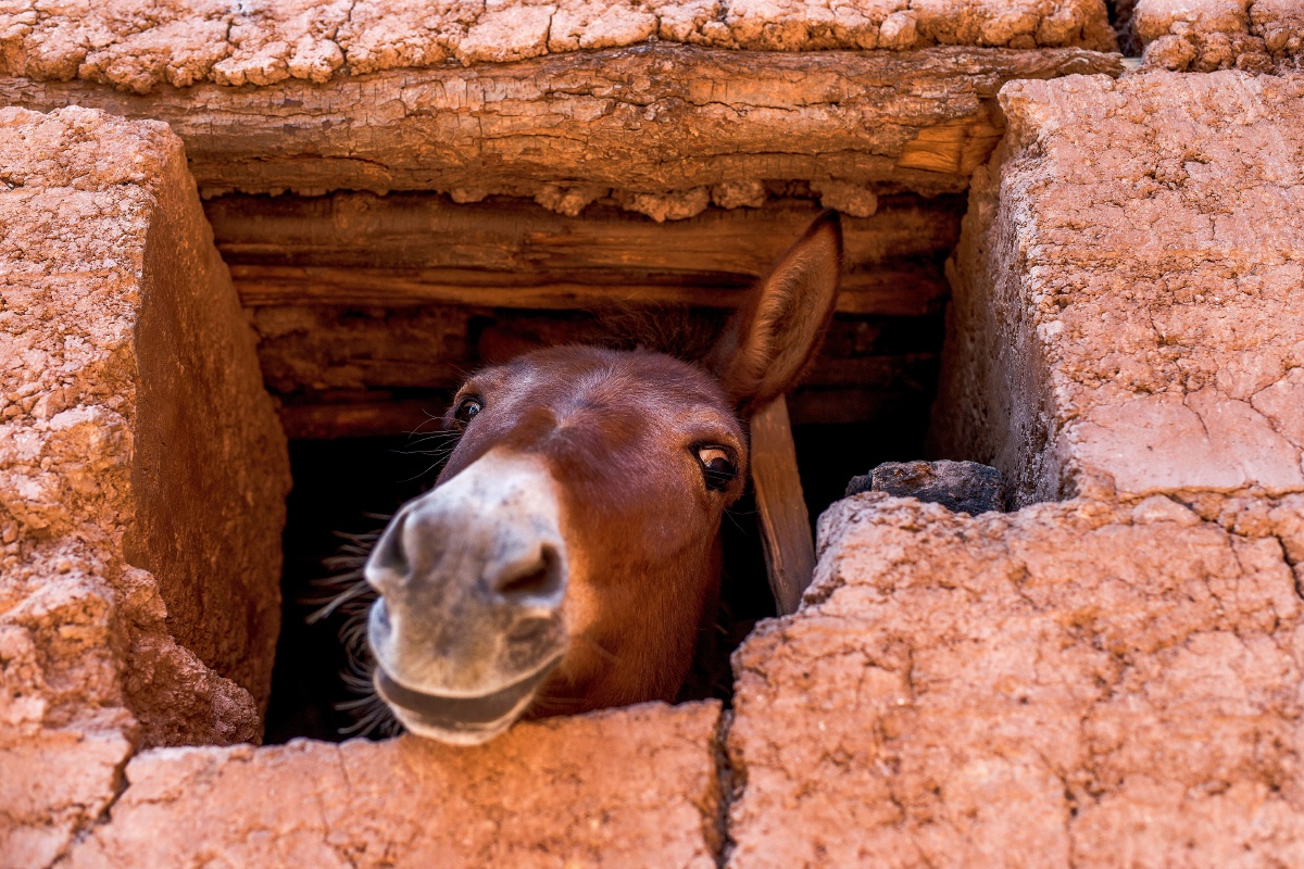 1/120宠物表情包毛茸茸的小动物街头拍客旅行灵动聚焦-尼康微单z有趣