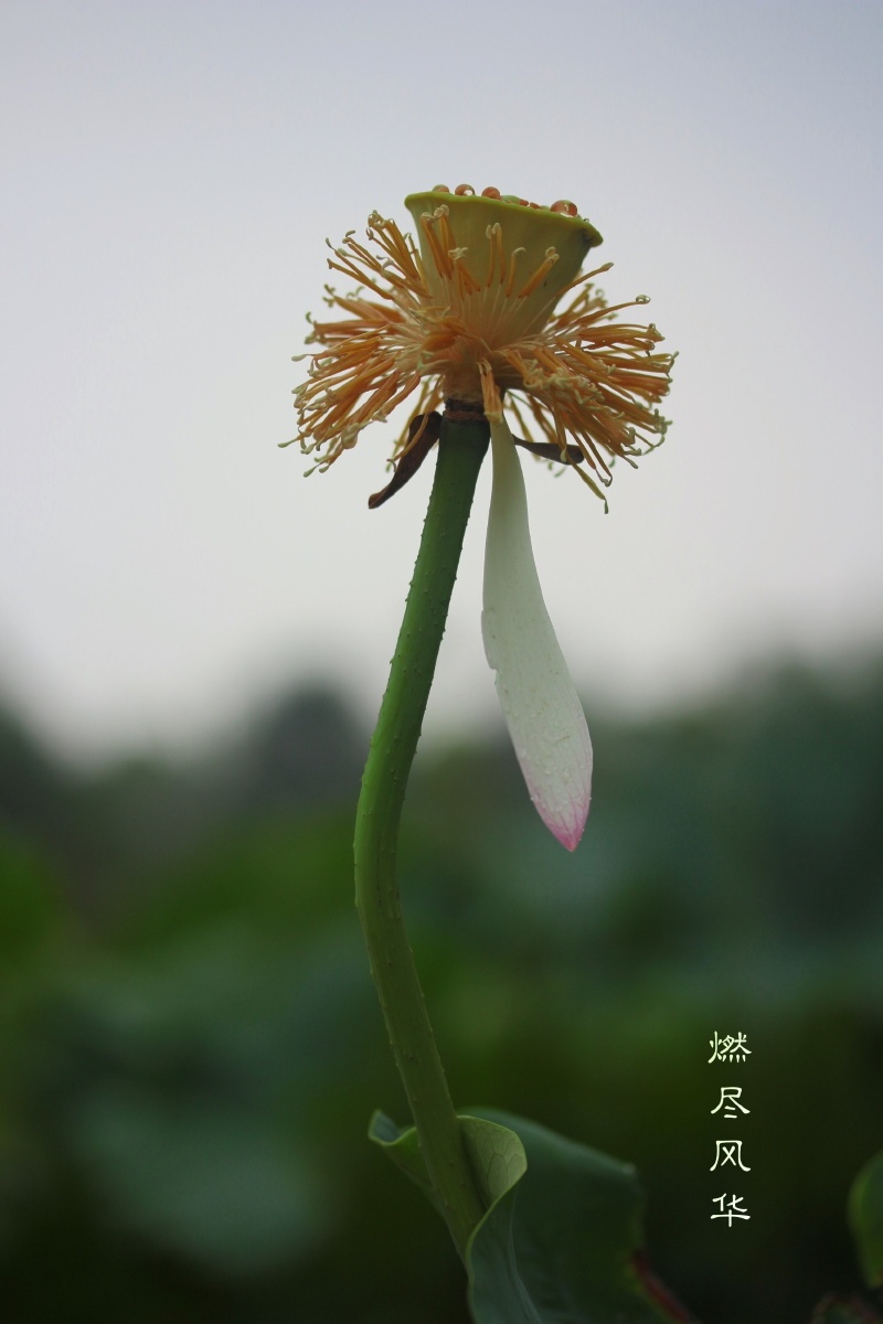 尘缘已了人已醉