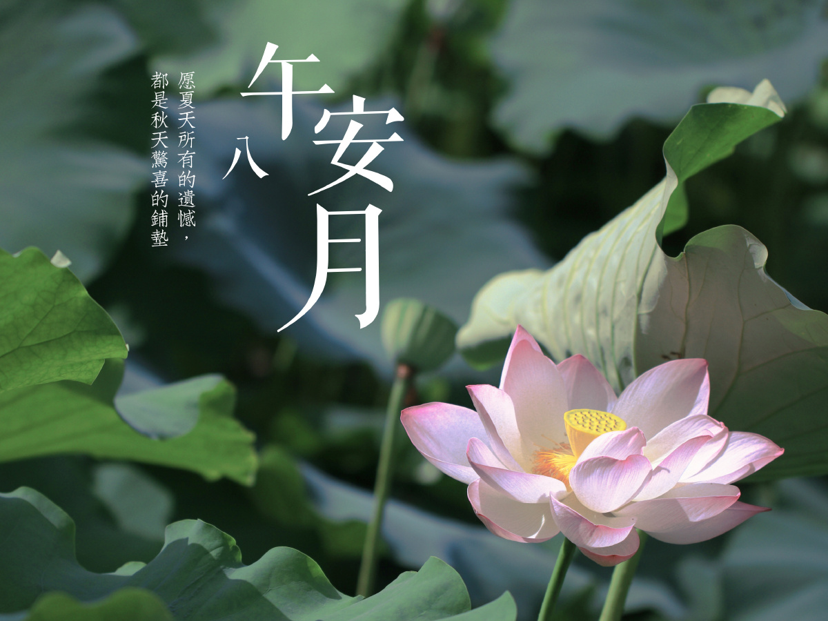 炎炎夏日,心静如水!