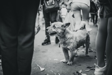 迷失街头汪。