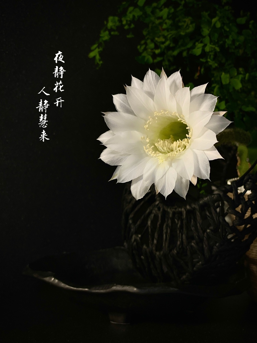 夜静花开人静慧来一仙人球开花