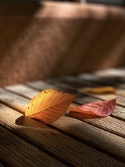 0AFE26DD-7BC8-4CC0-9619-741F9545343A/L0/001