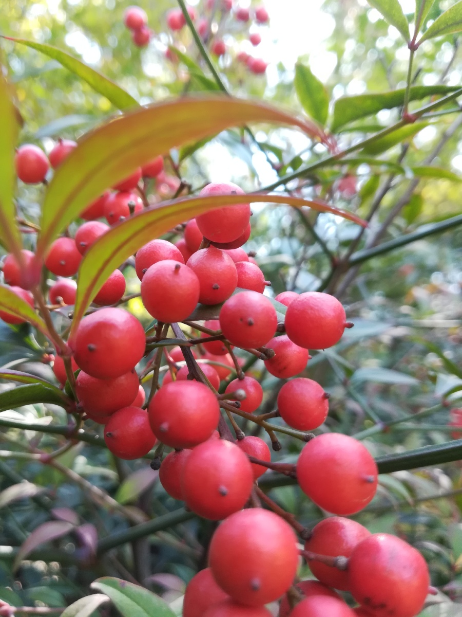 红果子