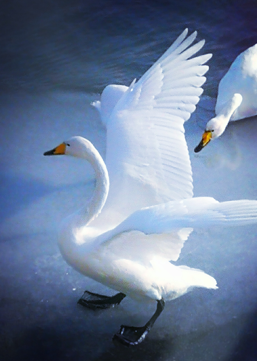 天鹅展翅20201215摄于库尔勒孔雀河