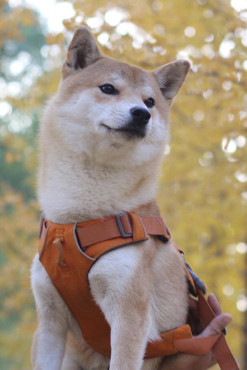 超可爱柴犬狗狗