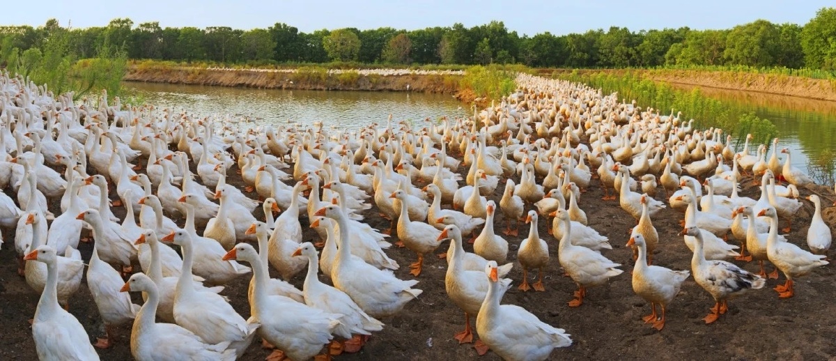 养鸭养鸡养牛你们家养什么