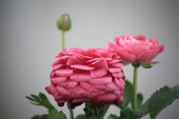 IMG_1771.JPG