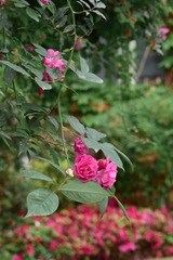 D530CA96-C9A8-41C8-BFAB-EB0C71F83AC8/L0/001