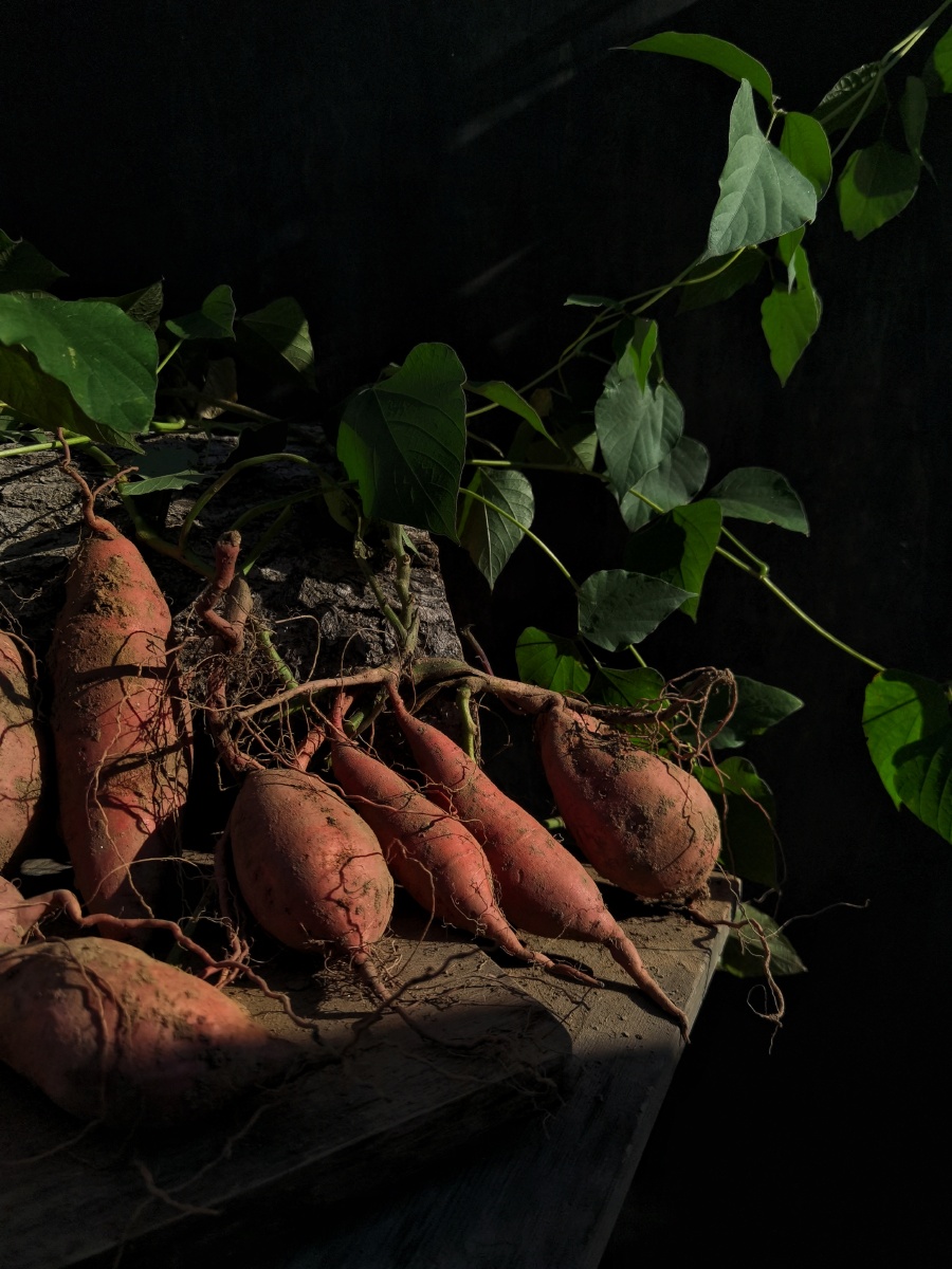 静物拍摄红薯