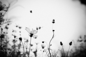 SDIM0974