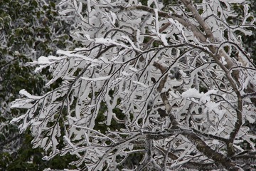 3665851