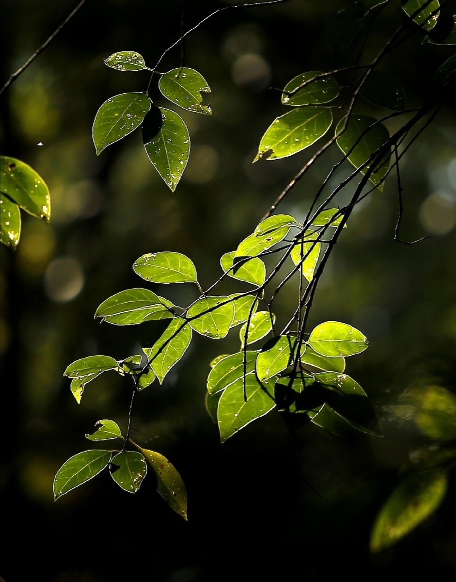 逆光下的树叶