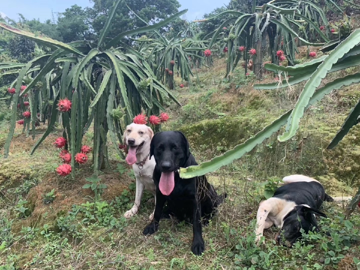 狗跟火龙果树抢地盘