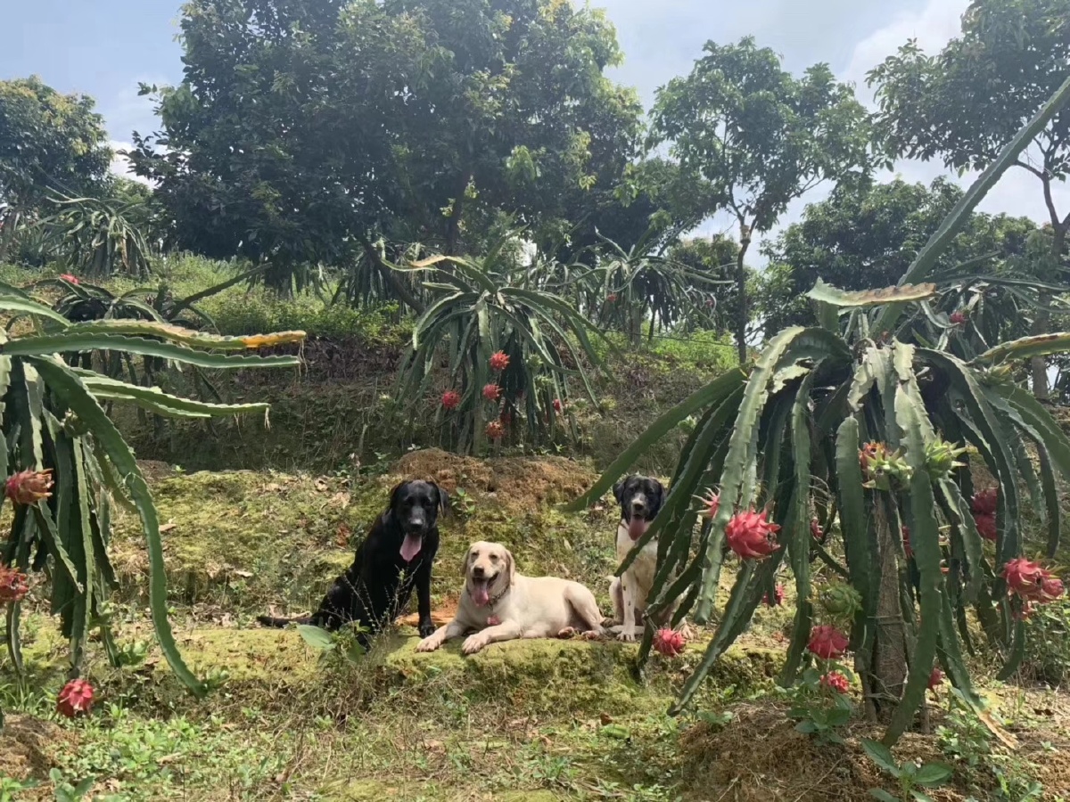 狗跟火龙果树抢地盘
