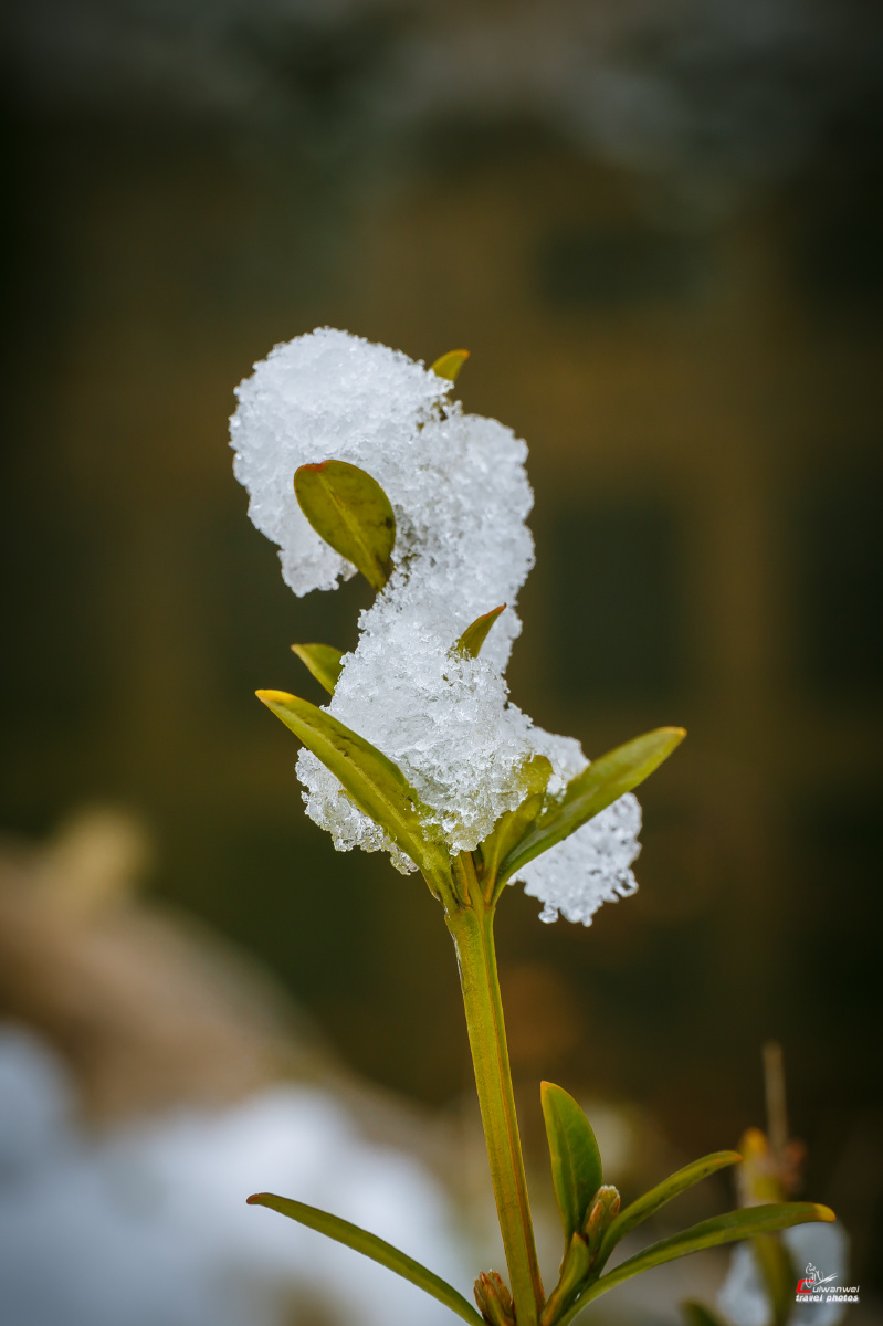清明雪中花