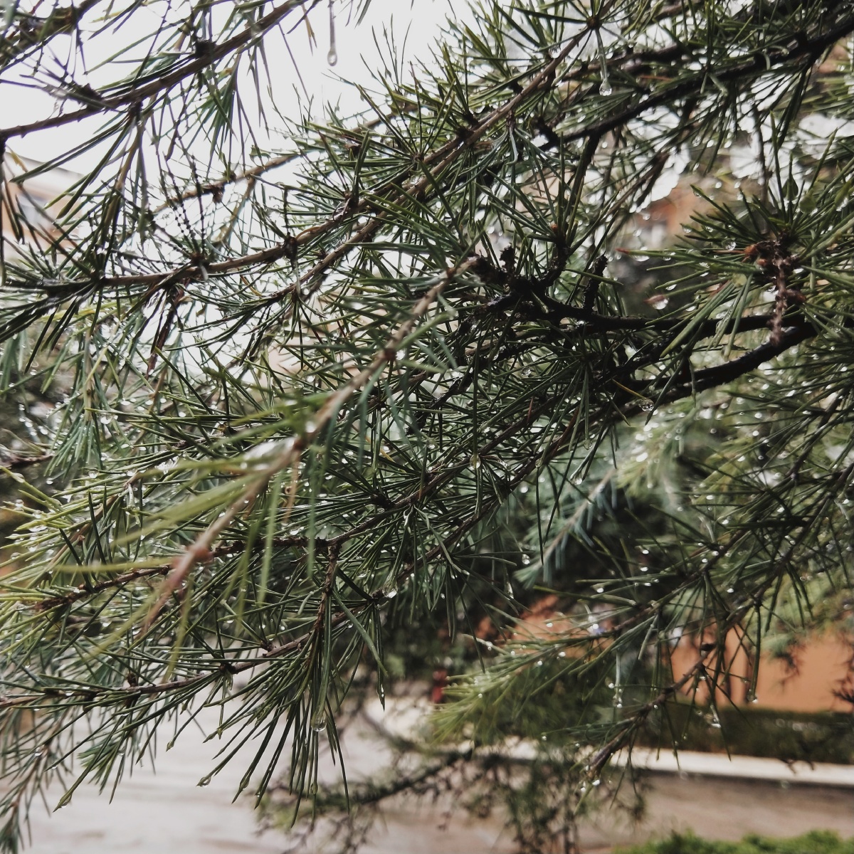 用图虫玩滤镜回忆1988滤镜#松树支树常绿树#针叶树季节针冬季冷杉属松