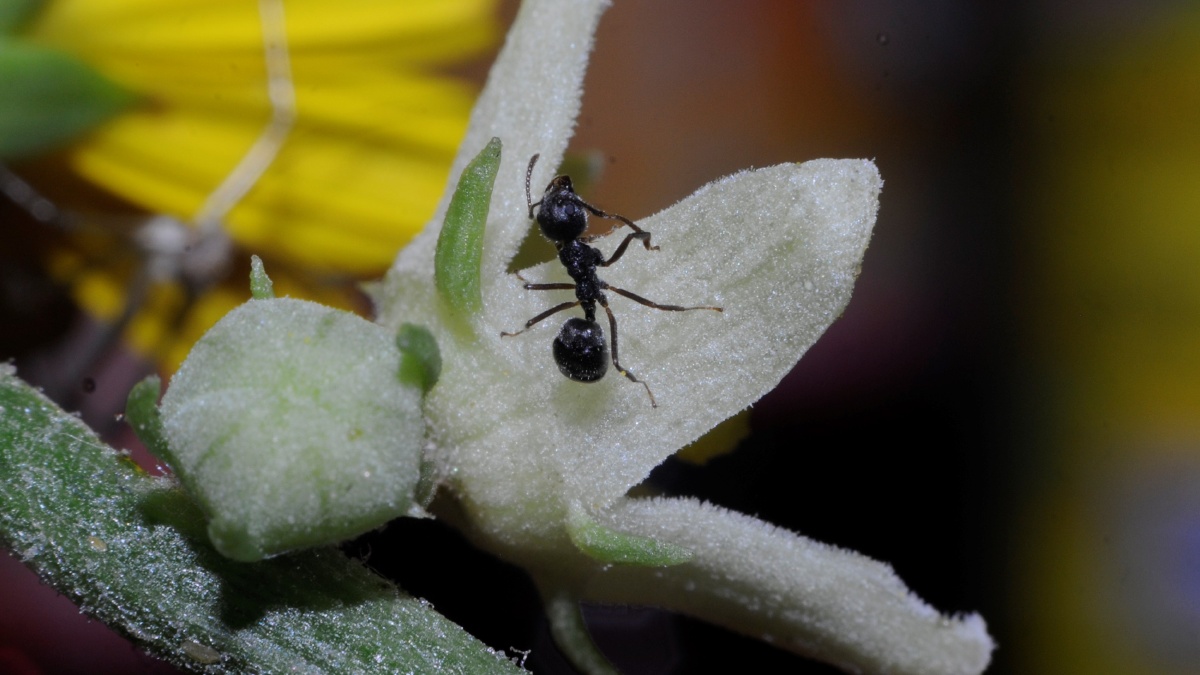 微距视角下的蚂蚁