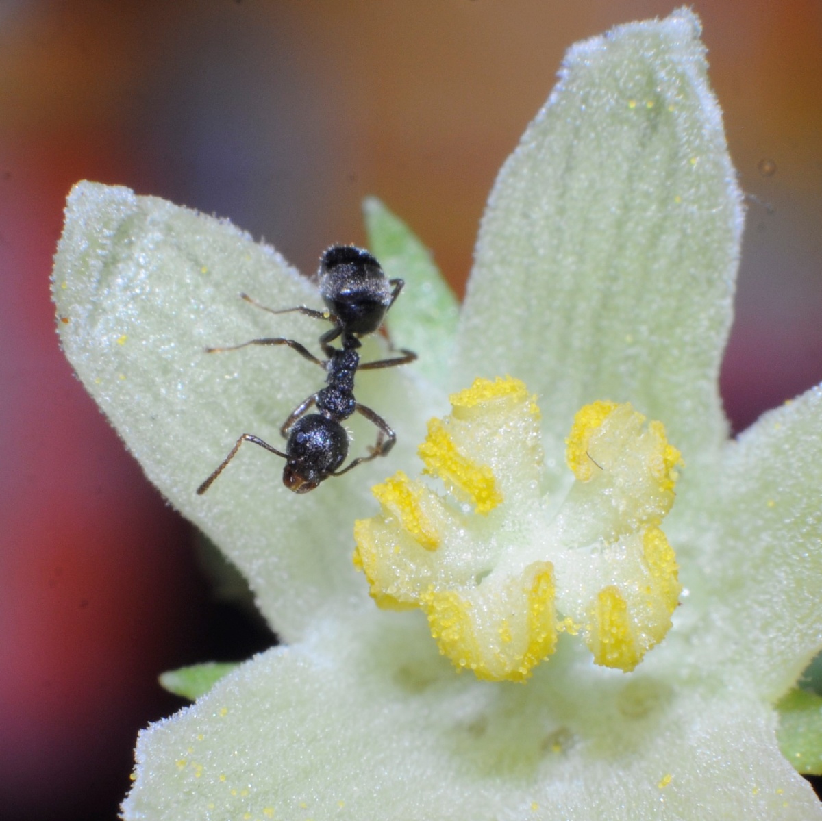微距视角下的蚂蚁