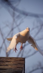 5967339