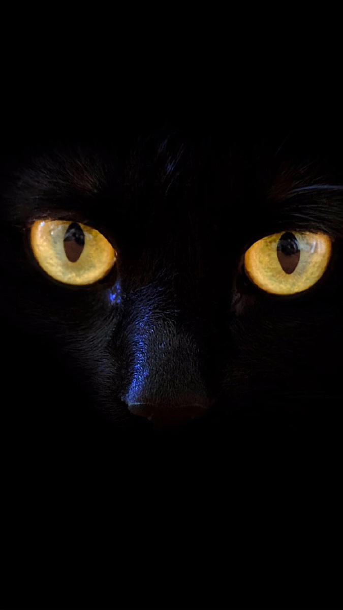 黑夜里的一只猫