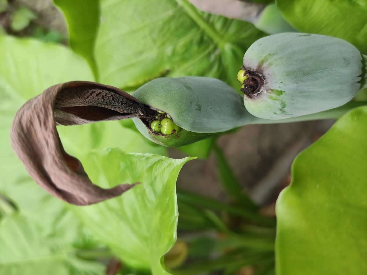 手机原图野芋头的春天