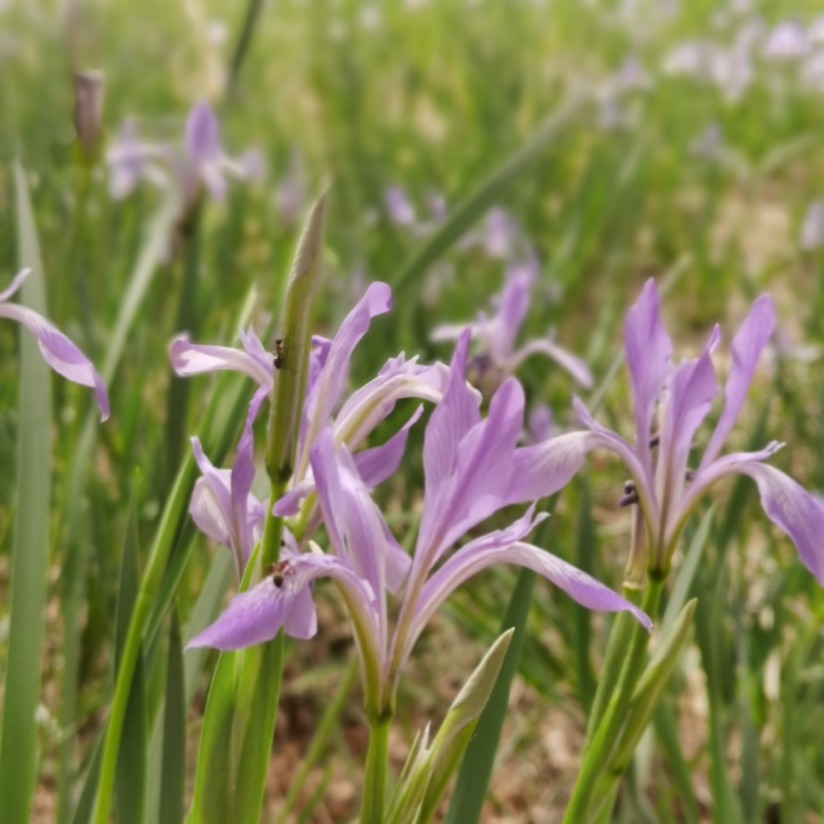 春来马莲花开,花开朵朵伴夏来