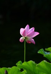 C776A0B5-A228-44CC-BA40-1D109FEC7032/L0/001