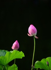 B123C831-D327-48BF-811A-EB08B2EA4003/L0/001